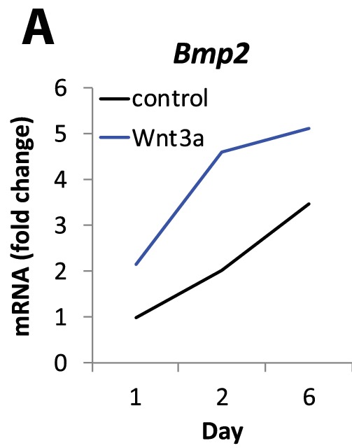 Figure 11—figure supplement 1.