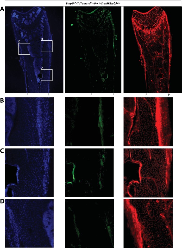 Figure 9—figure supplement 2.