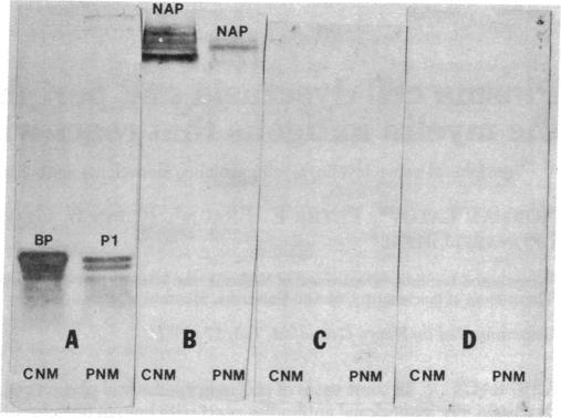 graphic file with name pnas00662-0602-a.jpg