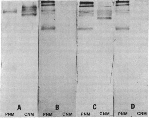 graphic file with name pnas00662-0602-c.jpg