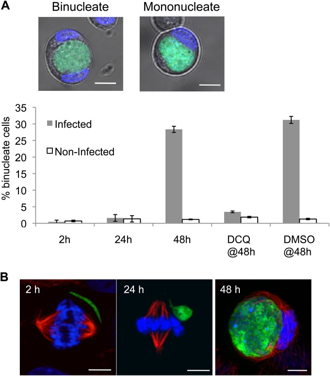 FIG 2