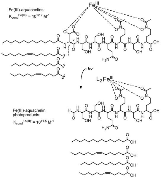 Fig. 13