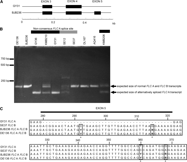 Figure 4.—