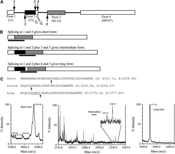 Figure 5.—