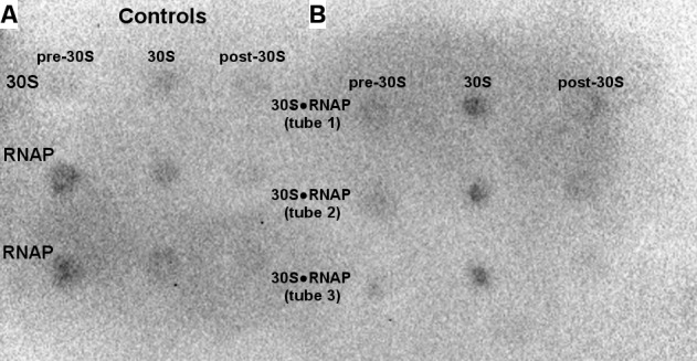 Figure 1—figure supplement 3.