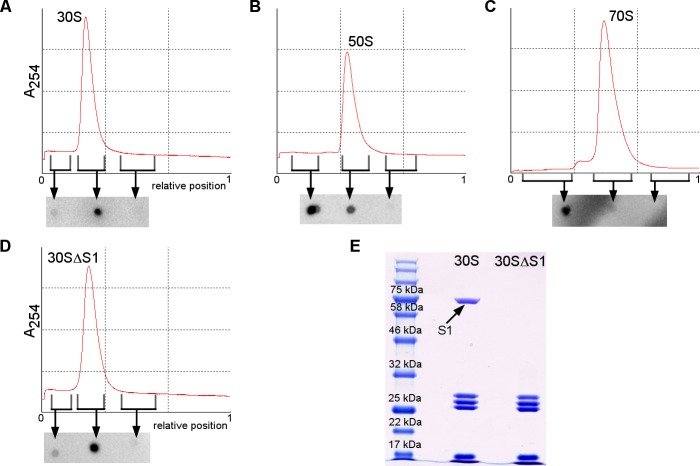 Figure 1—figure supplement 1.