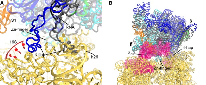 Figure 3—figure supplement 1.