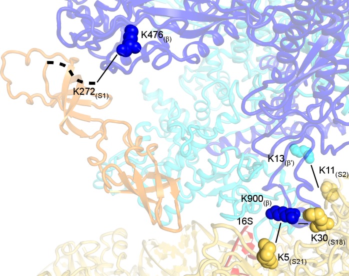 Figure 2—figure supplement 1.