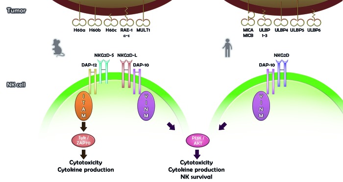 New prospects on the NKG2D/NKG2DL system for oncology - PMC