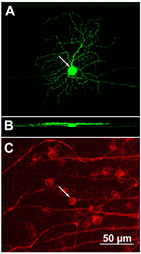 Figure 11