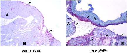 FIG. 5.