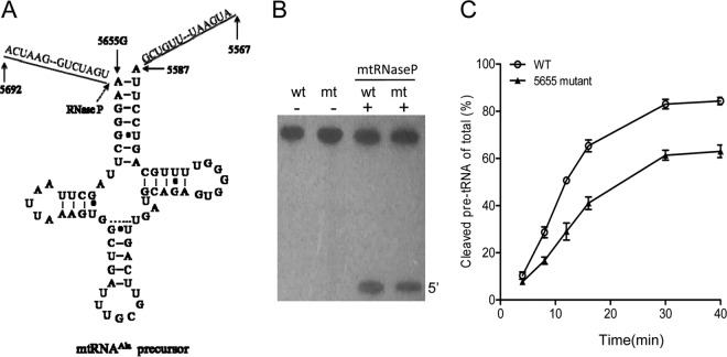 FIG 2