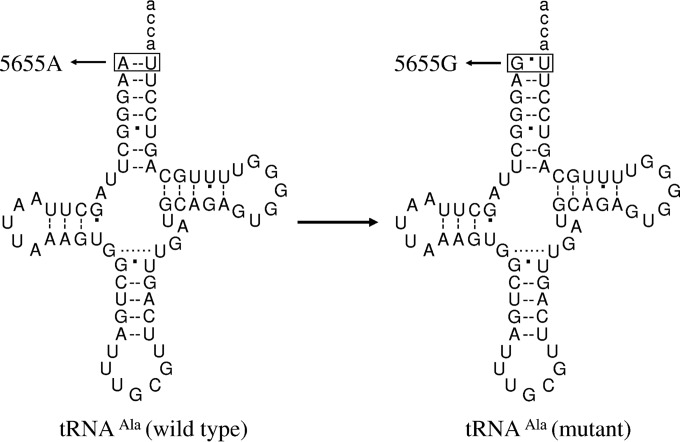 FIG 1