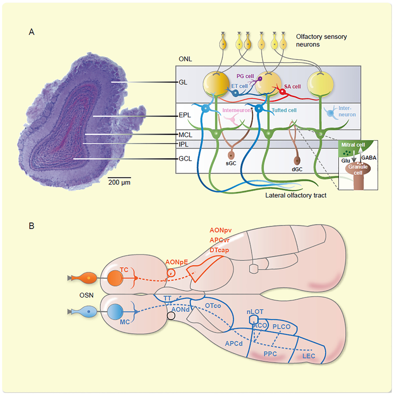 Fig 1.