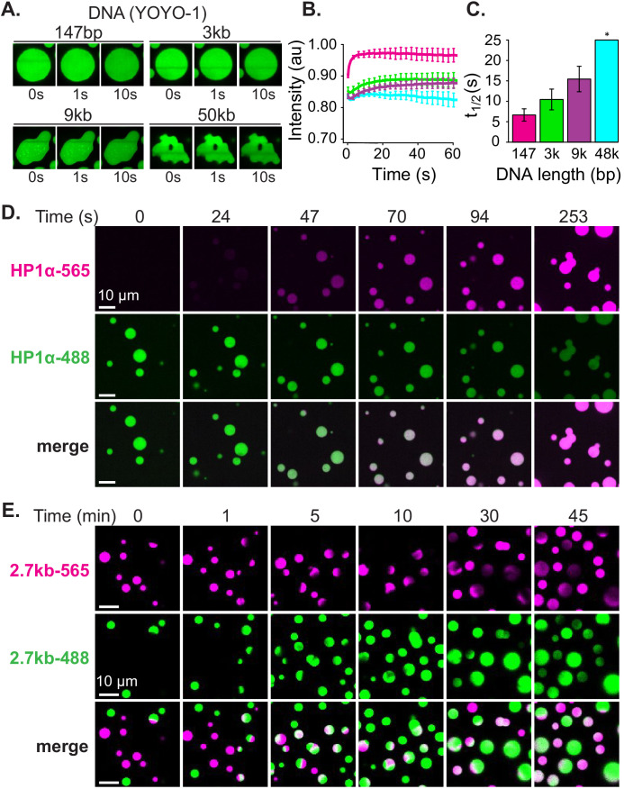 Figure 3—figure supplement 2.