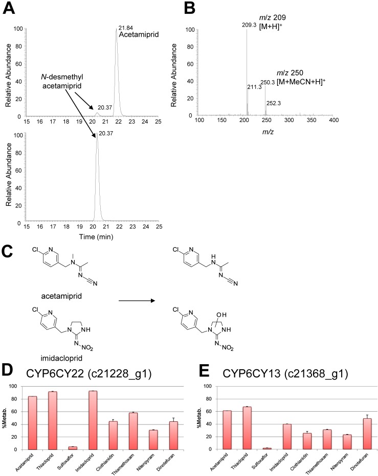 Fig. 3. ESI-LC-MS spectra of acetamiprid and imidacloprid, structures of the metabolites, and percentages of metabolites. (A) LC elution profile of acetamiprid in extracts of D. melanogaster S2 cells expressing the c21228_g1 gene (12 hr after test compound was added). (B) LC-MS spectrum of acetamiprid in an extract of D. melanogaster S2 cells expressing the c21368_g1 gene. (C) Structures of the metabolites of acetamiprid and imidacloprid. (D) Metabolism of test compounds in cultures of cells expressing the c21228_g1 gene. (E) Metabolism of test compounds in cultures of cells expressing the c21368_g1 gene. Data are the mean±SD (n=3).