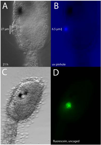 Fig. 5