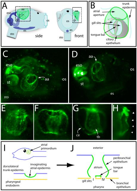 Fig 6