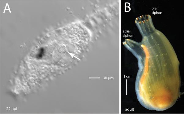 Fig.1