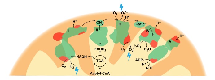 Box 2. Reactive oxygen species generation