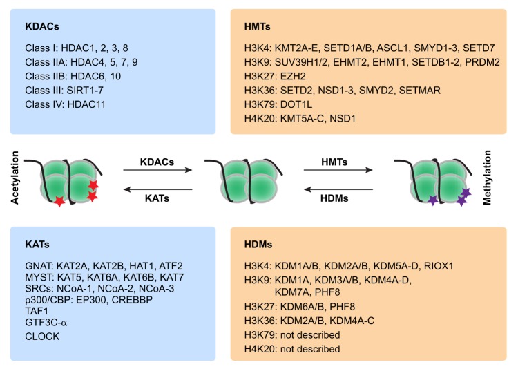 Box 1. Principal enzymes involved in protein acetylation and methylation