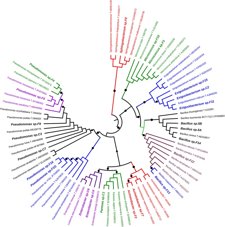 FIGURE 1