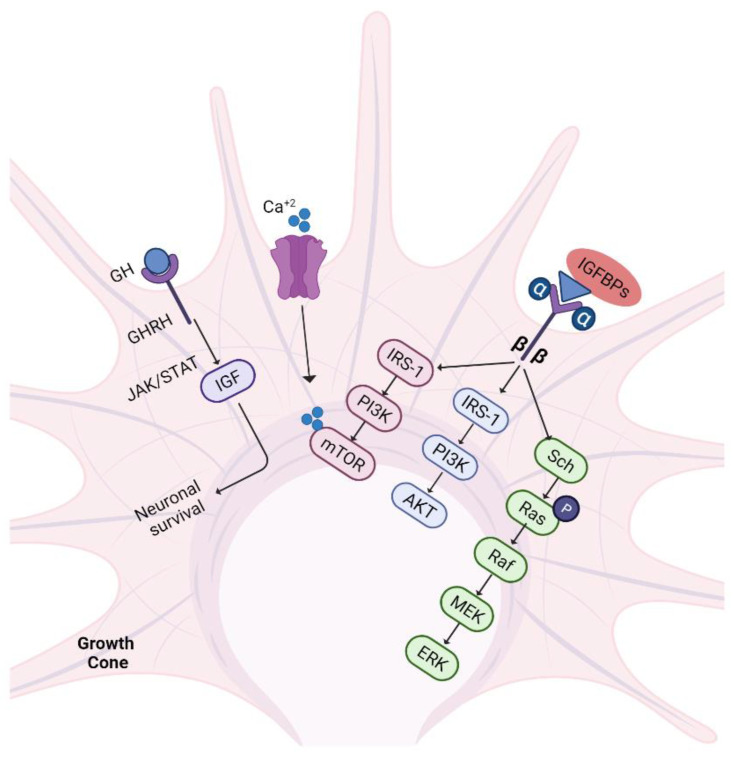 Figure 7