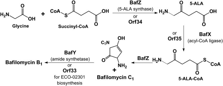 Scheme 2