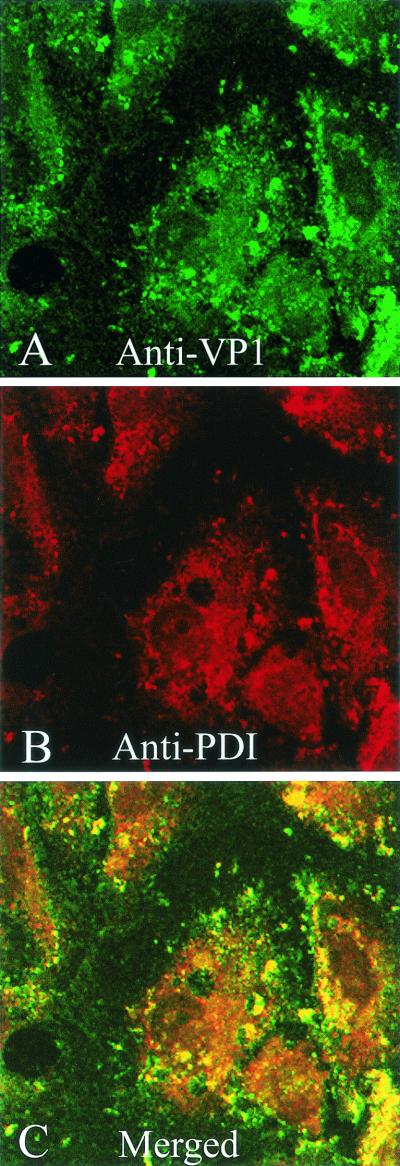 FIG. 3.