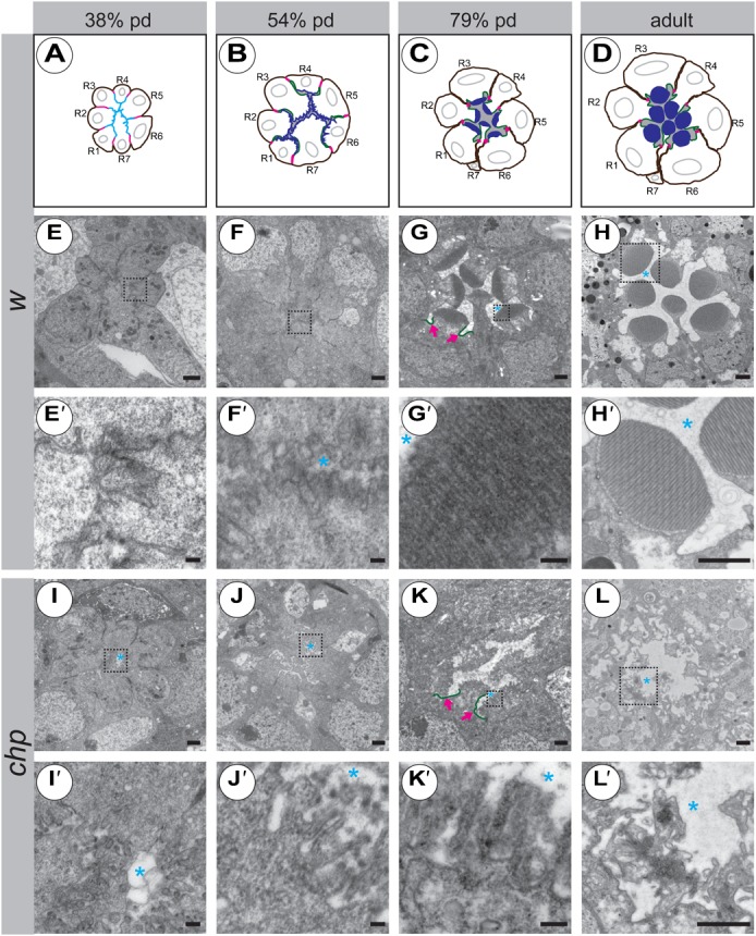 Fig. 4.