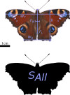 Example measurements of the variables rL, rW, and SAll, as introduced and required for the equation derived for the surface area of a lepidopteran