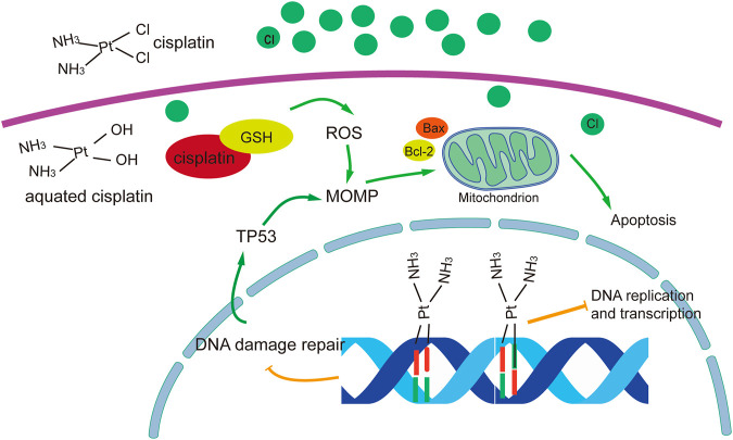 FIGURE 1