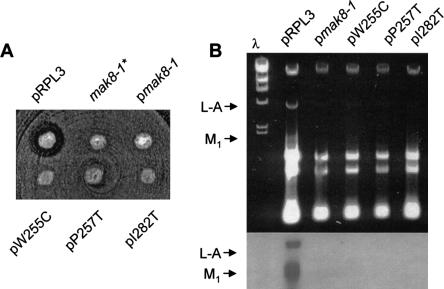 FIGURE 1.