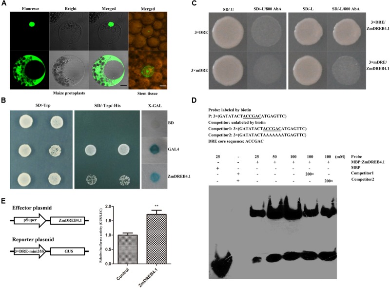 FIGURE 2