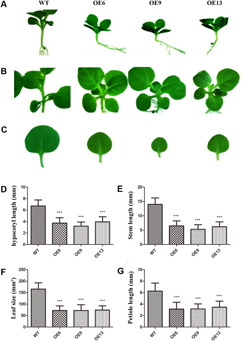 FIGURE 3