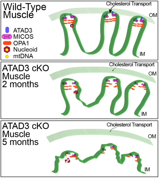 Fig. 8.