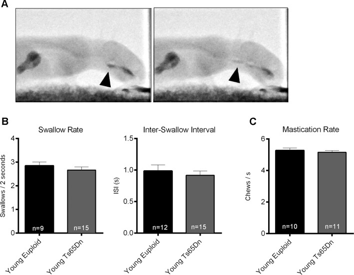 Fig 4