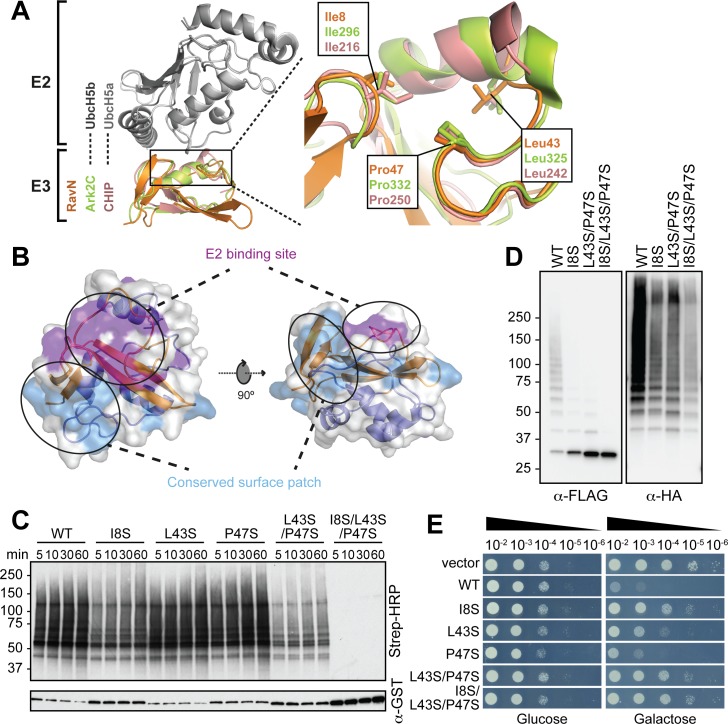 Fig 4