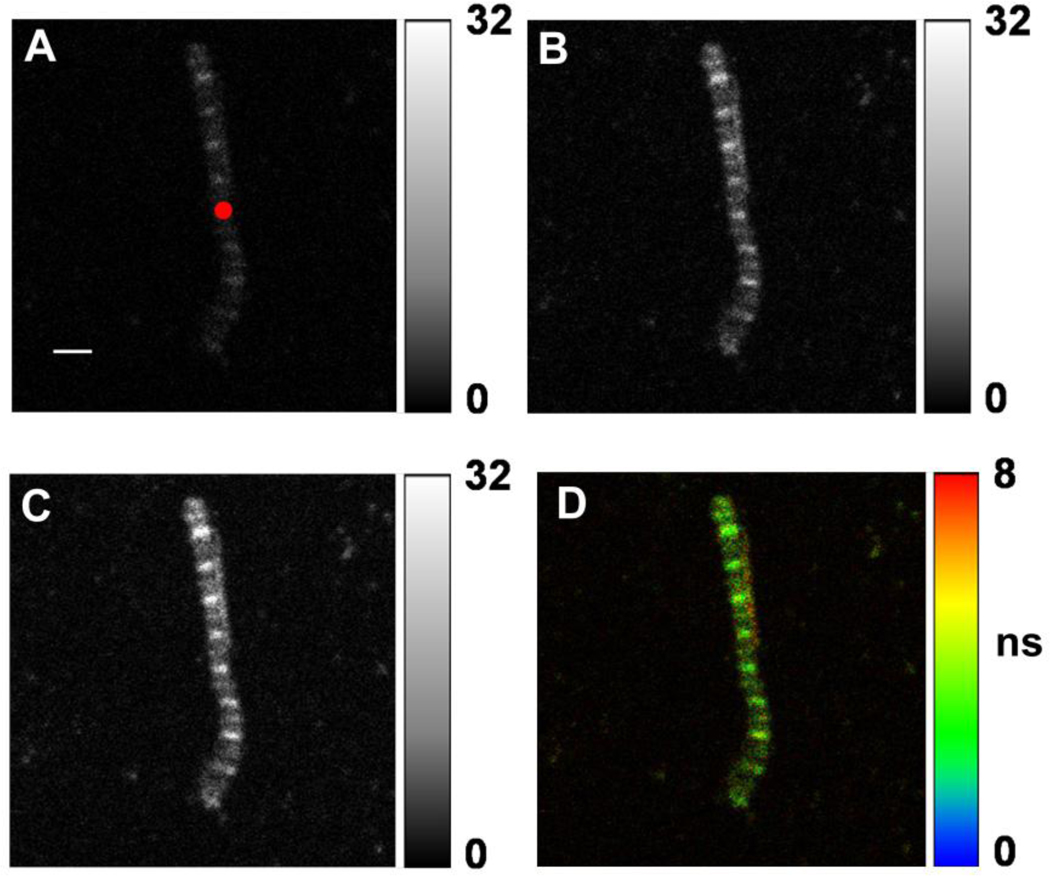 Fig. 3