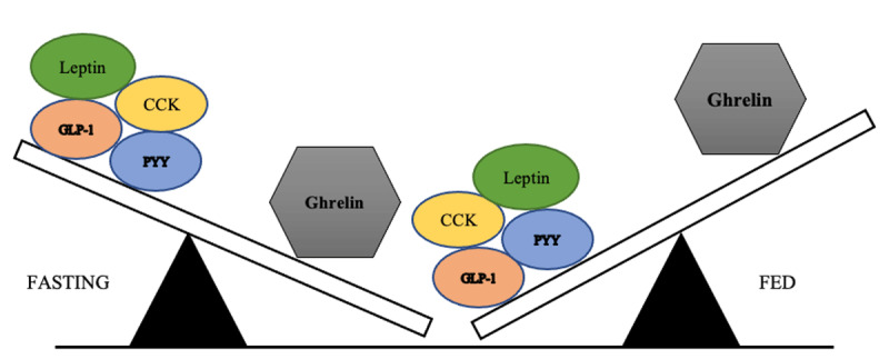 Hormonal balance theory during fasting and fed state