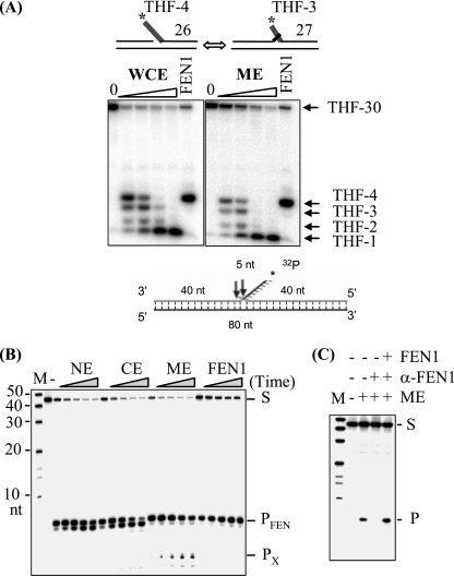 FIG. 3.