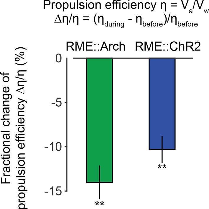 Figure 7—figure supplement 1.