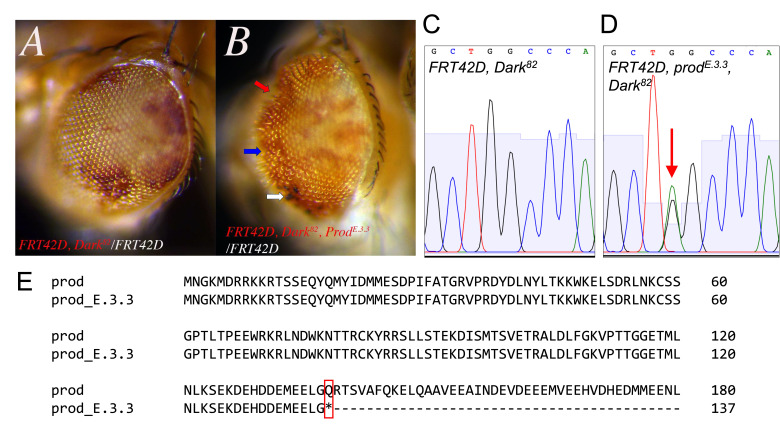 
Figure 1.

Characterization of the

prod
E.3.3

allele in mosaic eyes and genetic sequencing.

