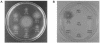 FIG. 2.