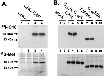 FIG. 2.