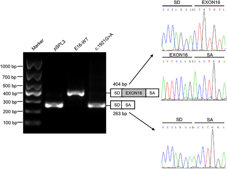 FIGURE 3