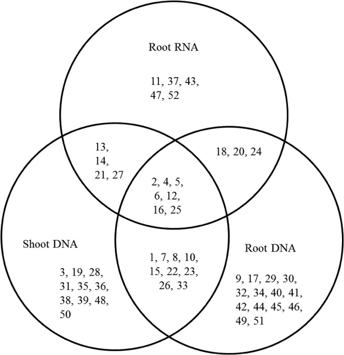 FIG 1