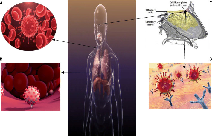 Fig. 1