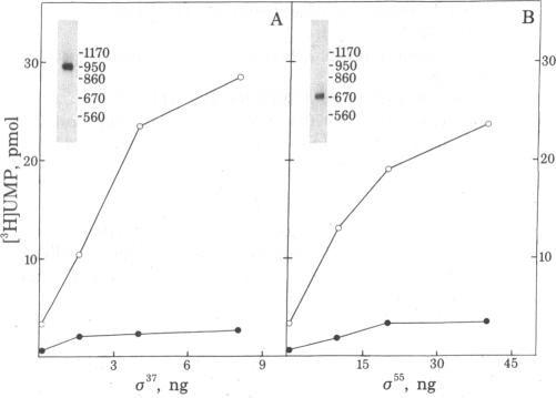 graphic file with name pnas00499-0065-b.jpg