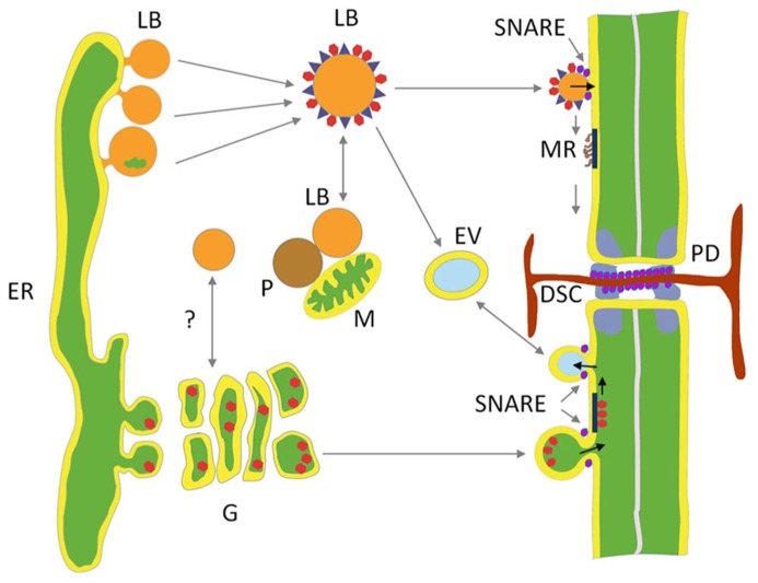 FIGURE 2